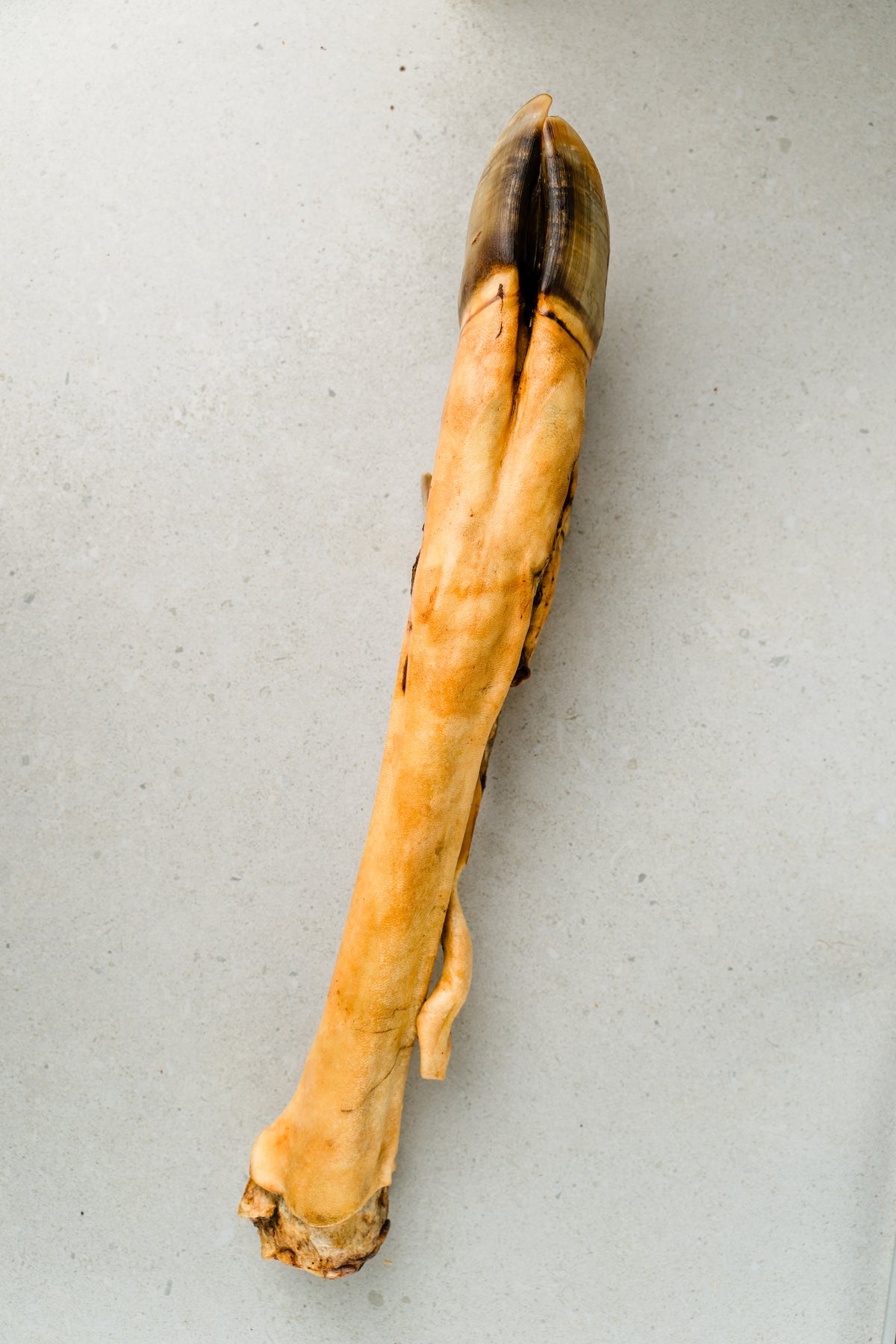 Danieliaus koja