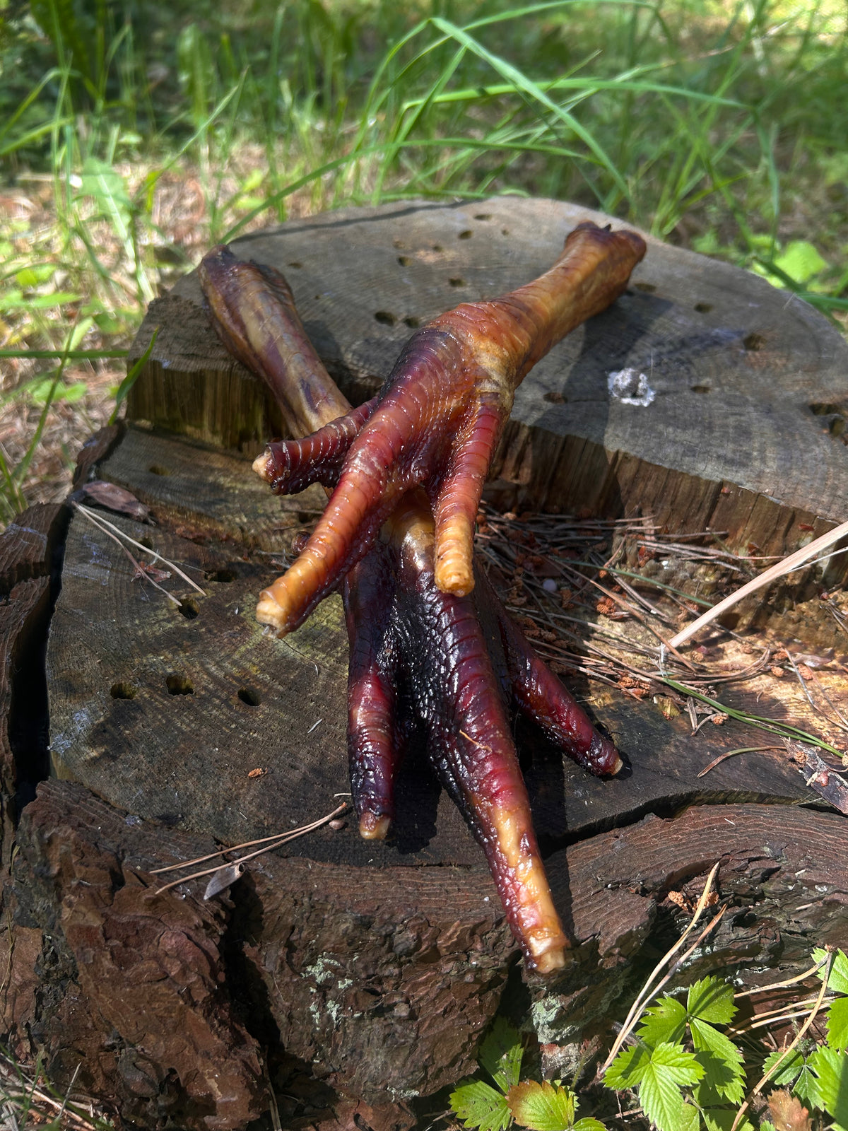 Vytinta kalakuto koja